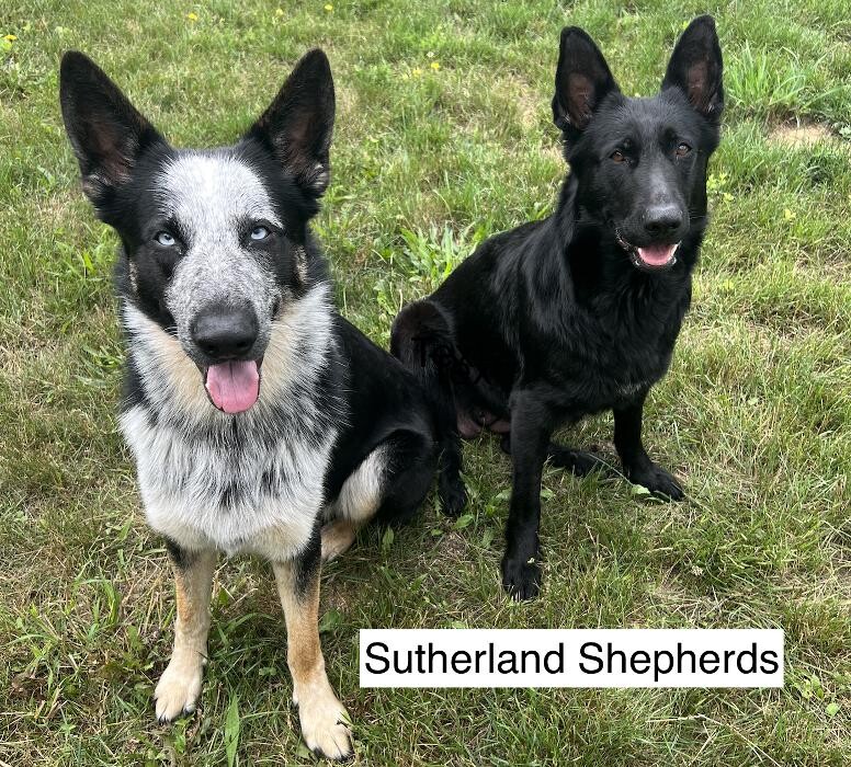 Sutherland Shepherds Logo