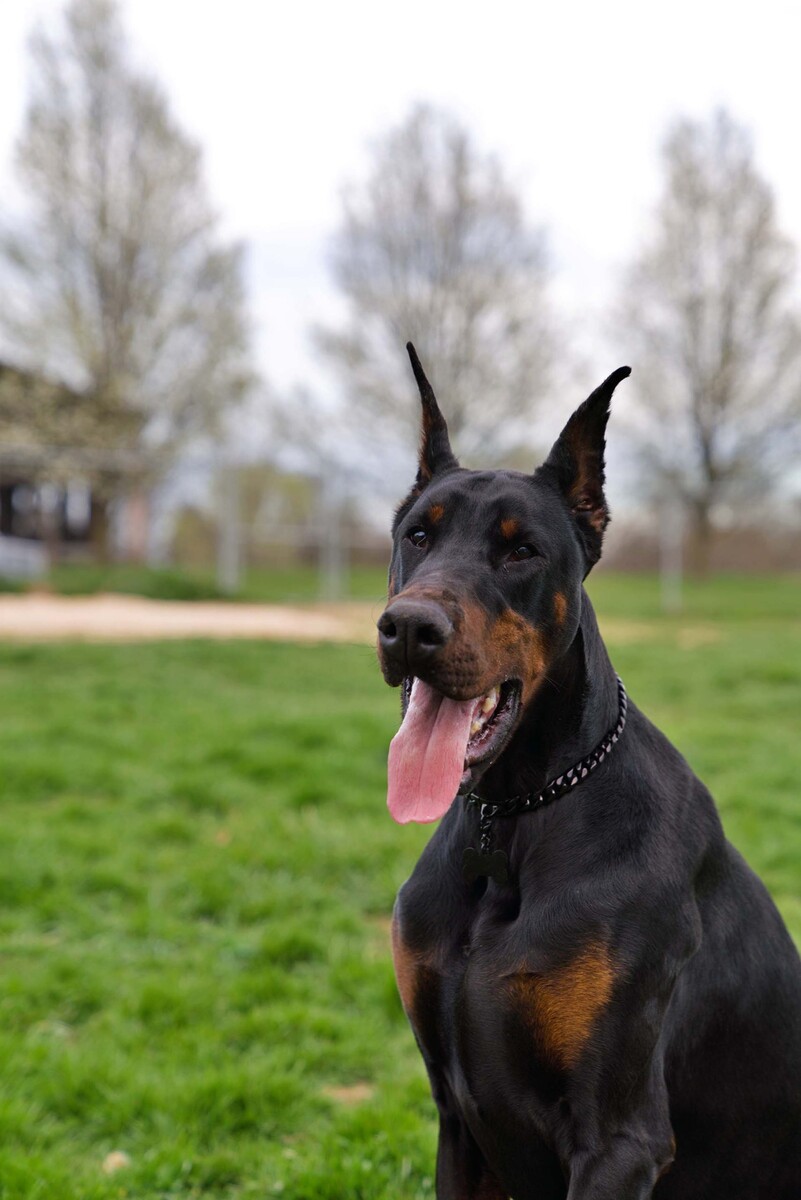 Images Paul Doberman Kennel