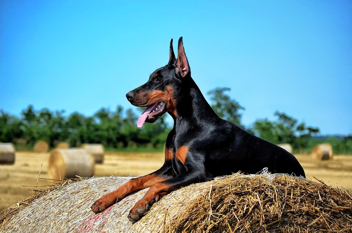 Images Paul Doberman Kennel