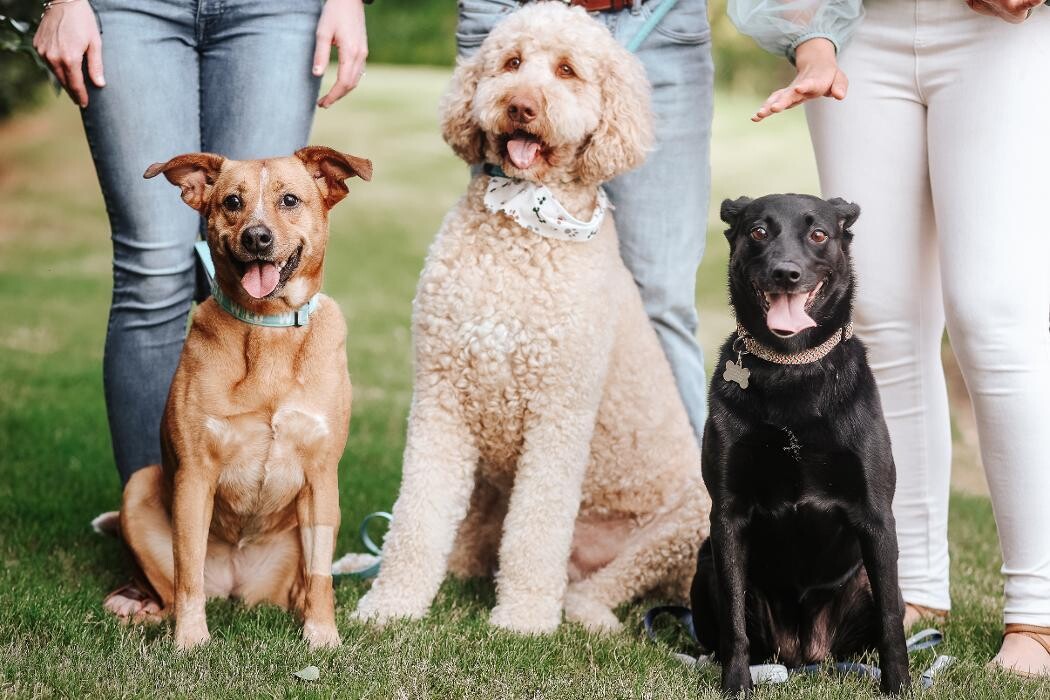 Images River Oak Vet