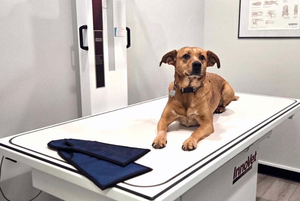 Images River Oak Vet