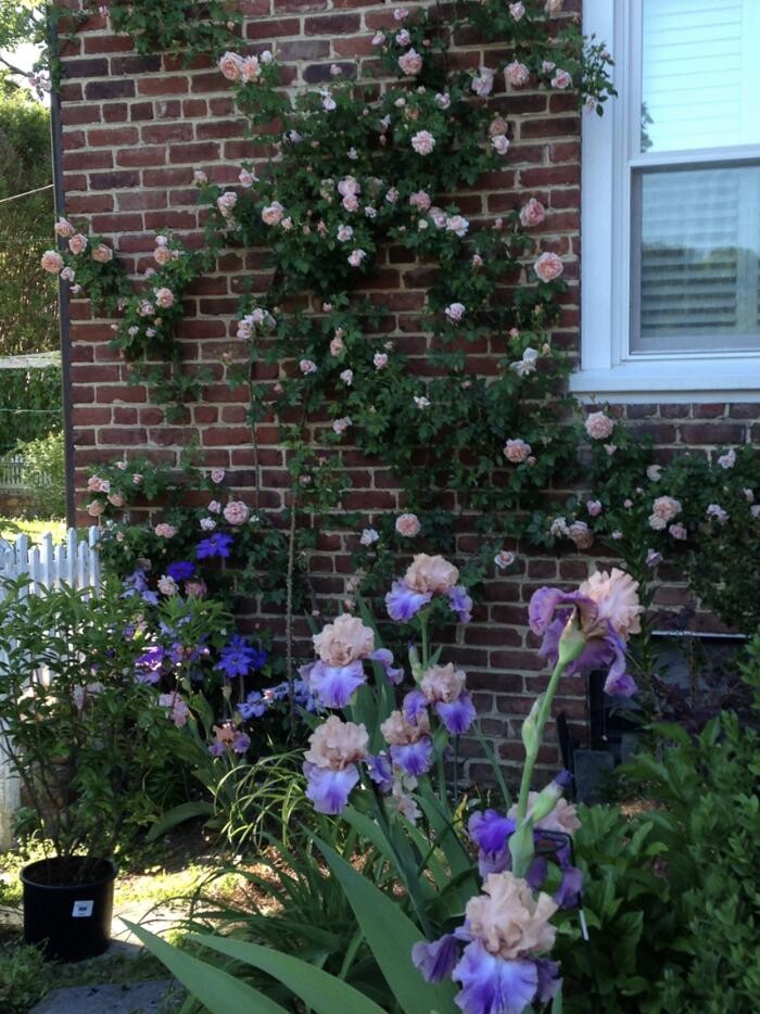 Images Manchester Gardening LLC