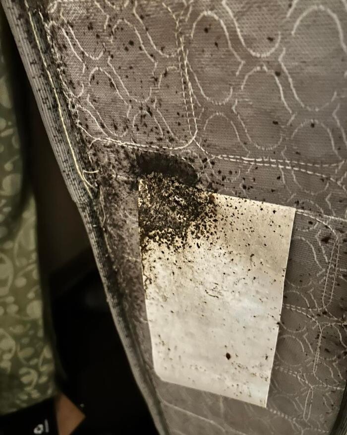 Images Creepy Crawlers Pest Solutions