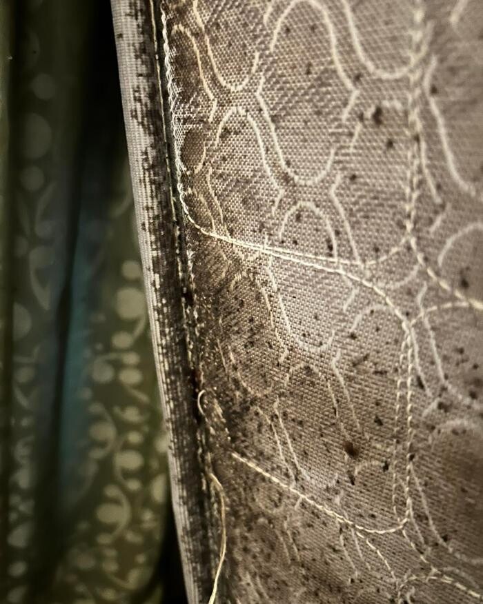 Images Creepy Crawlers Pest Solutions