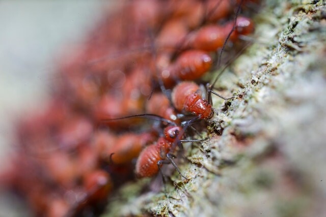 Images Precision Pest Control Phoenix
