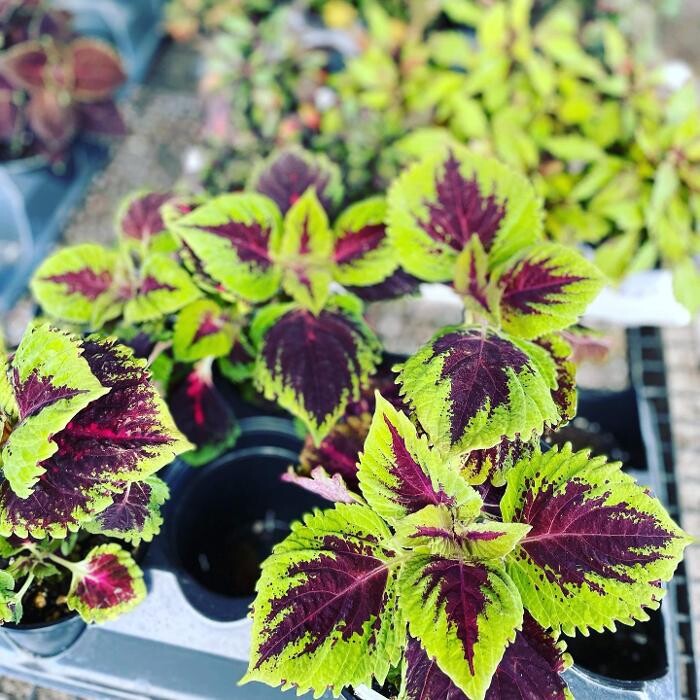 Images Laurie's Naturescapes