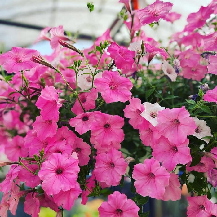 Images Laurie's Naturescapes