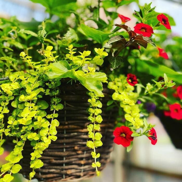 Images Laurie's Naturescapes