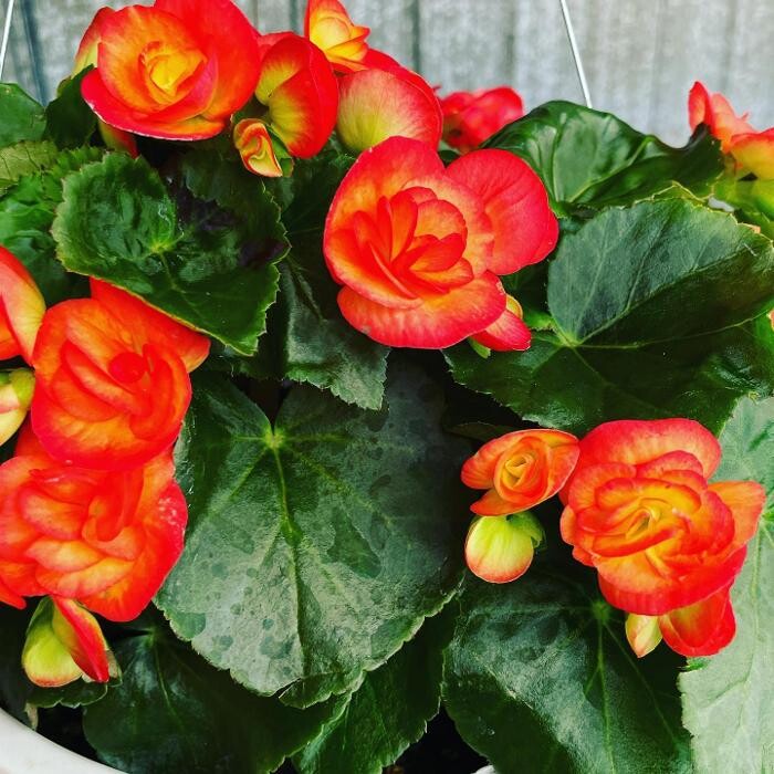 Images Laurie's Naturescapes