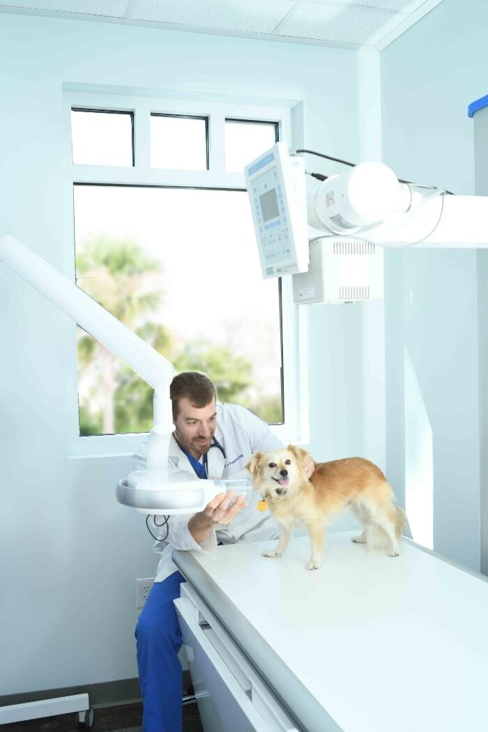 Images Clements Ferry Veterinary