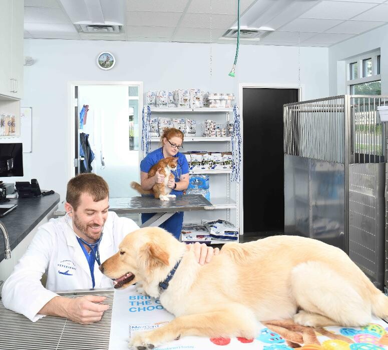 Images Clements Ferry Veterinary