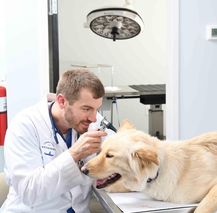 Images Clements Ferry Veterinary
