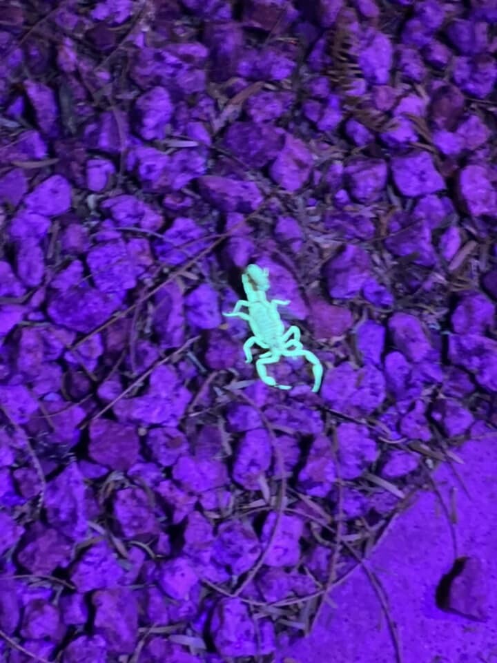 Images Arsenal Exterminating