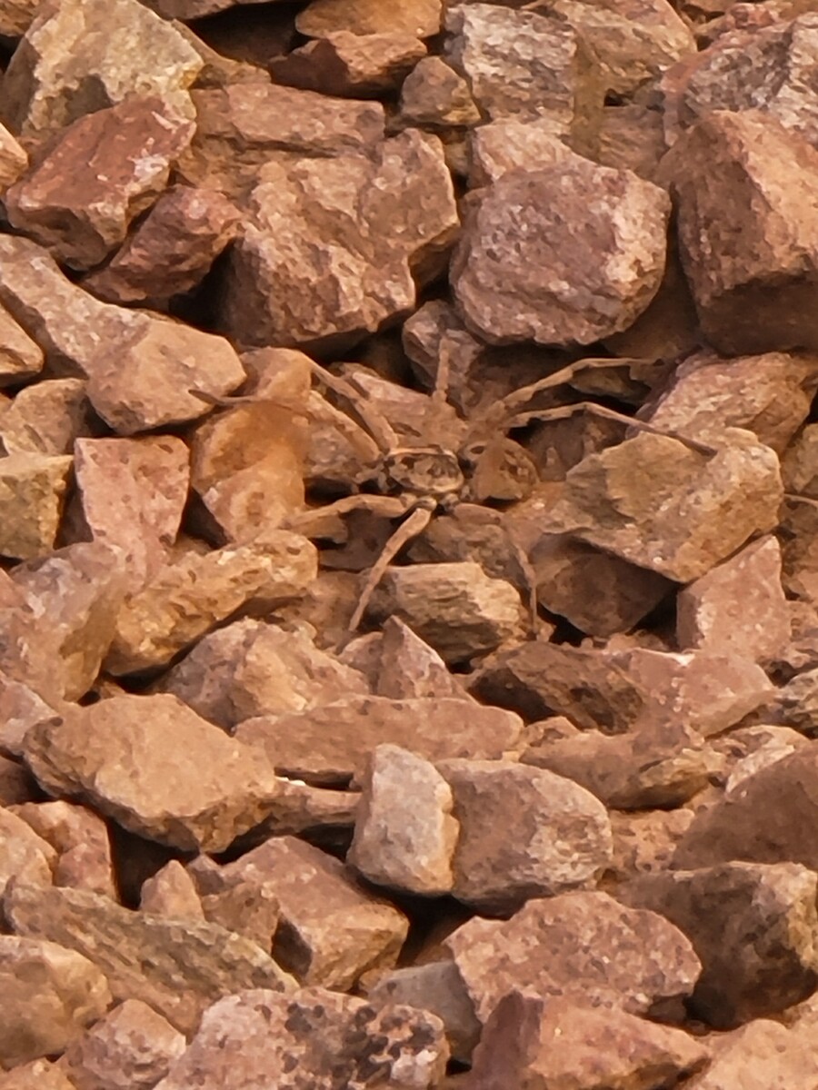 Images Arsenal Exterminating