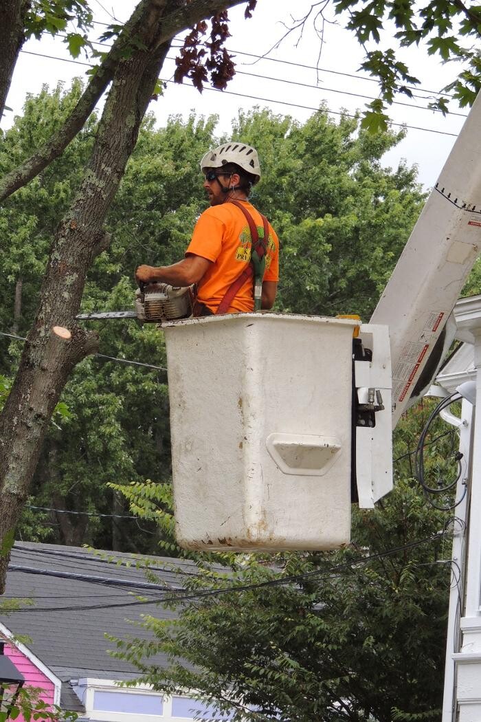 Images SavATree - Tree Service & Lawn Care