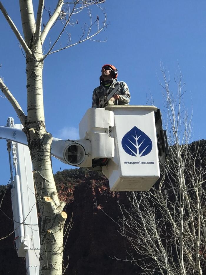 Images Aspen Tree Service - SavATree
