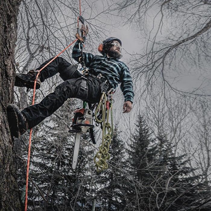 Images Aspen Tree Service - SavATree