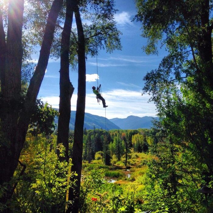Images Aspen Tree Service - SavATree