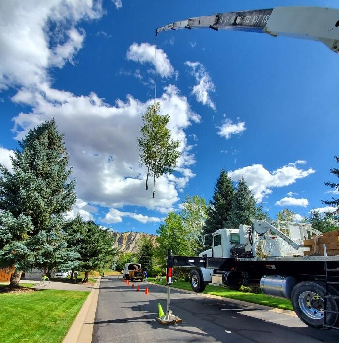 Images Aspen Tree Service - SavATree
