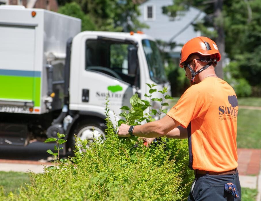 Images SavATree - Tree Service & Lawn Care