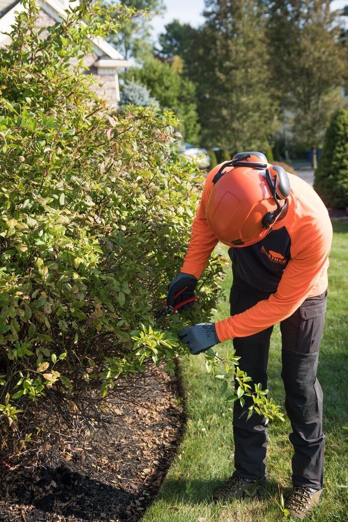 Images SavATree - Tree Service & Lawn Care