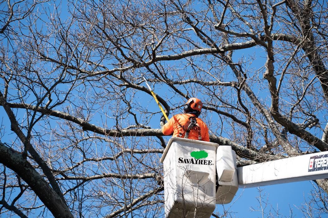Images SavATree - Tree Service & Lawn Care