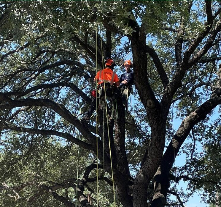 Images SavATree - Tree Service & Lawn Care