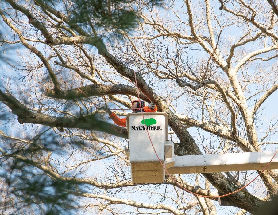 Images SavATree - Tree Service & Lawn Care