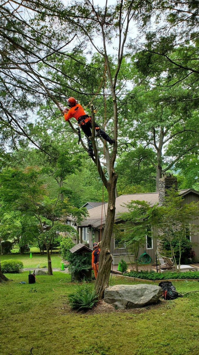 Images SavATree - Tree Service & Lawn Care