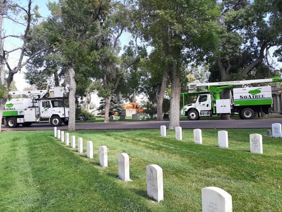 Images SavATree - Tree Service & Lawn Care