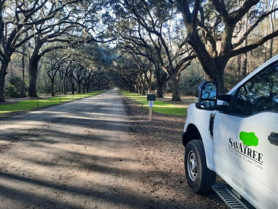 Images SavATree - Tree Service & Lawn Care