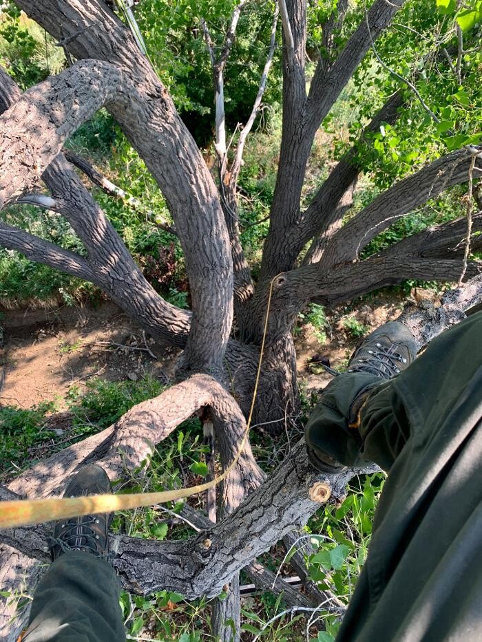 Images SavATree