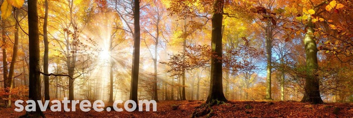 Images Barrett's Tree Service - SavATree