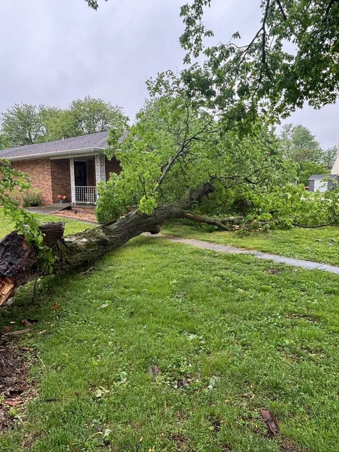 Images Plue's Tree Service