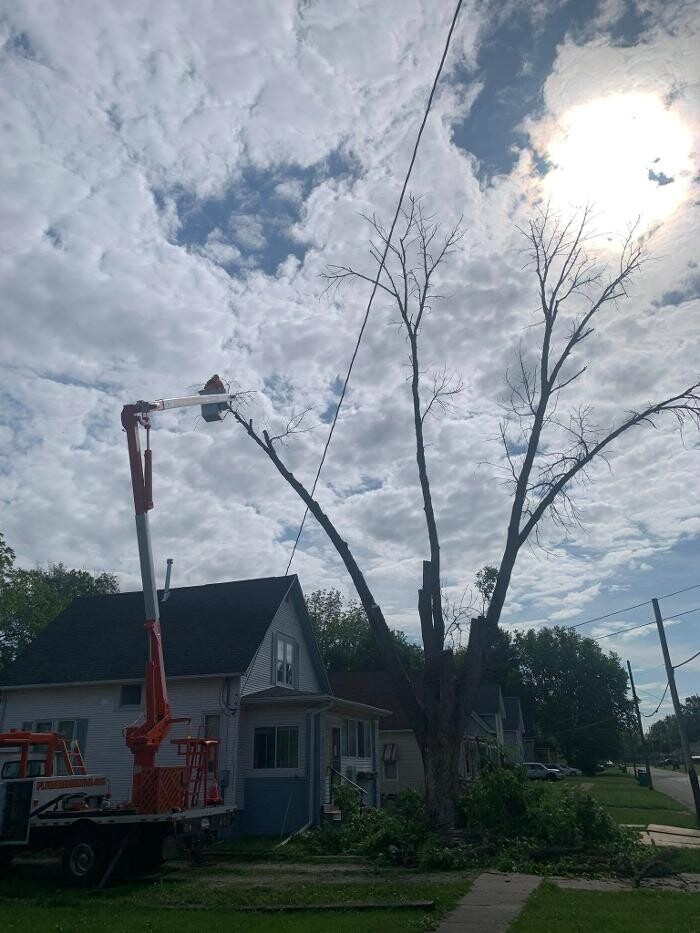 Images Plue's Tree Service