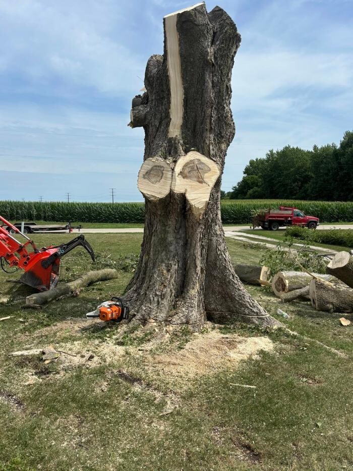 Images Plue's Tree Service