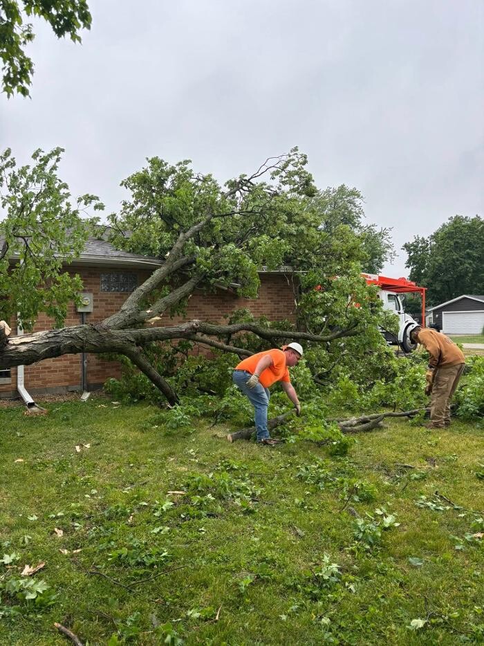 Images Plue's Tree Service