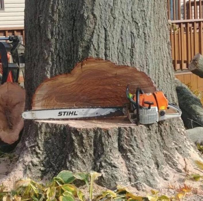 Images Plue's Tree Service