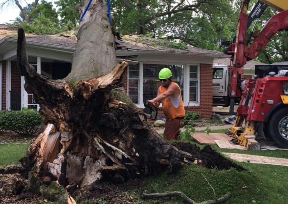 Images Plue's Tree Service