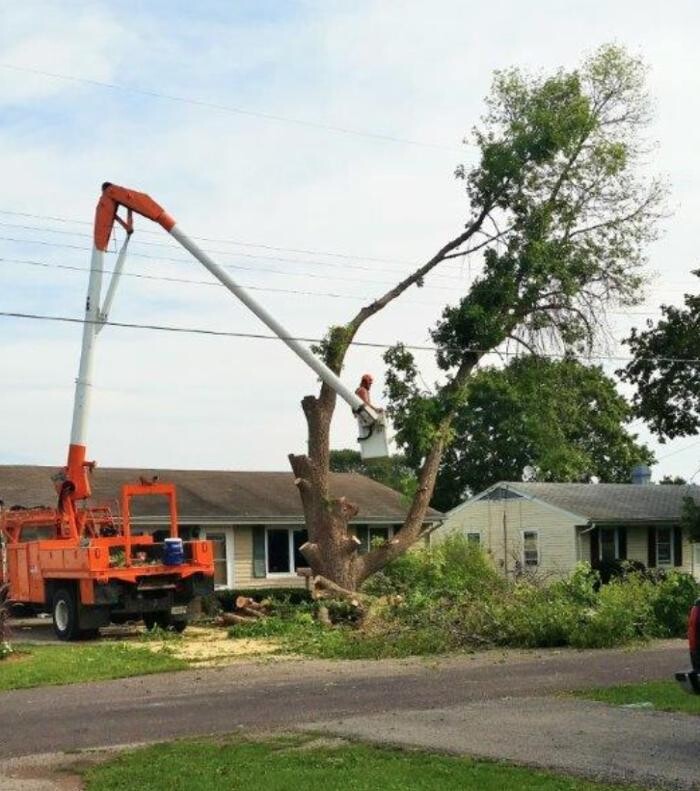 Images Plue's Tree Service