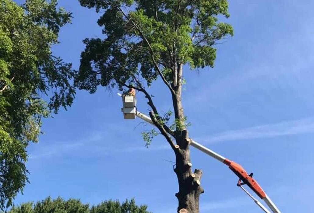 Images Plue's Tree Service