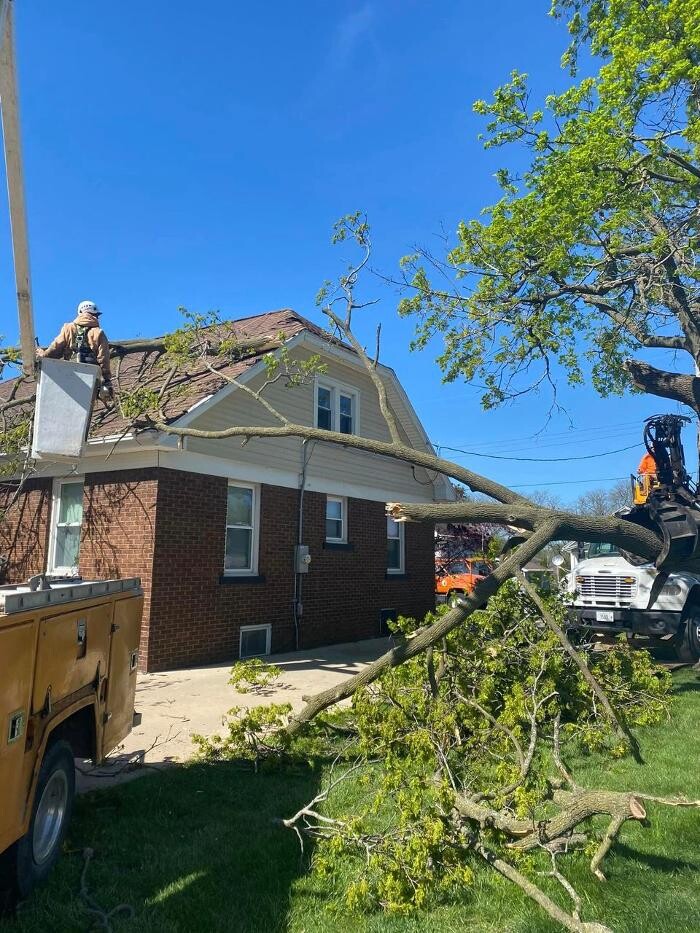 Images Plue's Tree Service