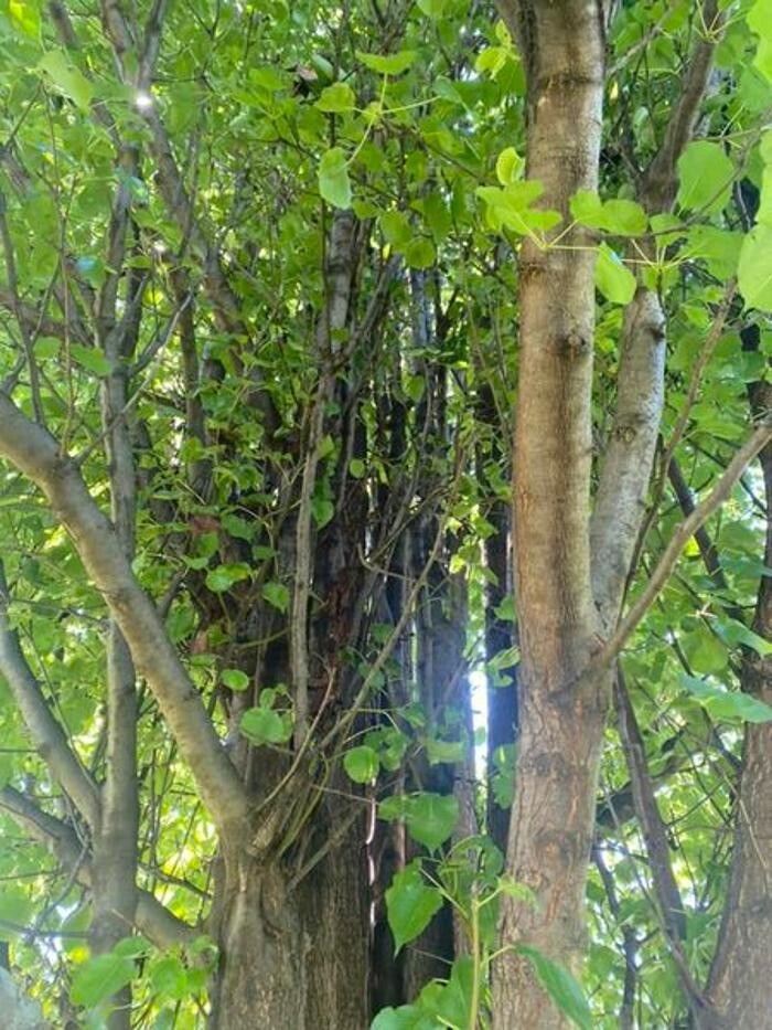 Images Plue's Tree Service