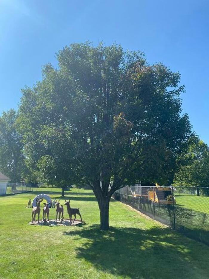 Images Plue's Tree Service