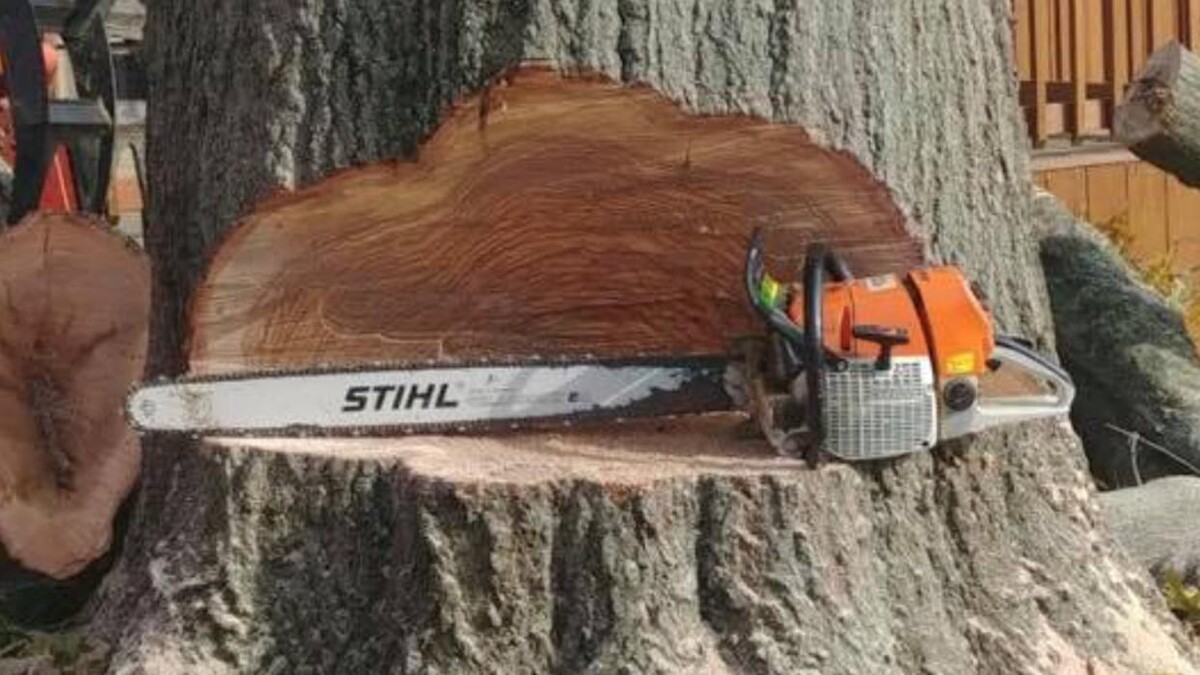 Images Plue's Tree Service