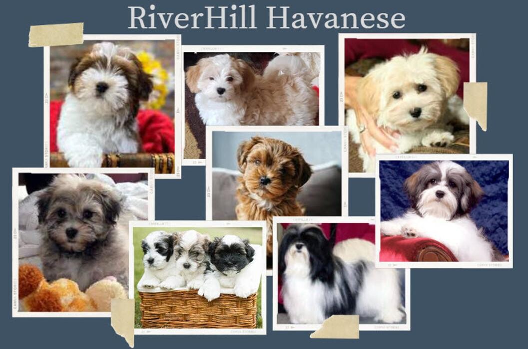 Images RiverHill Havanese