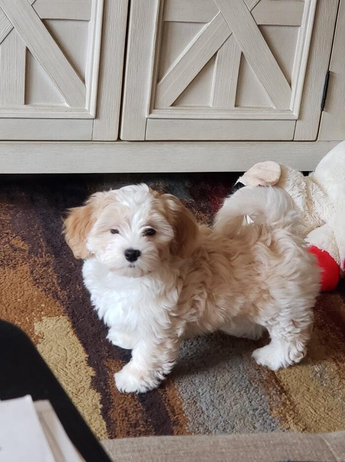Images RiverHill Havanese
