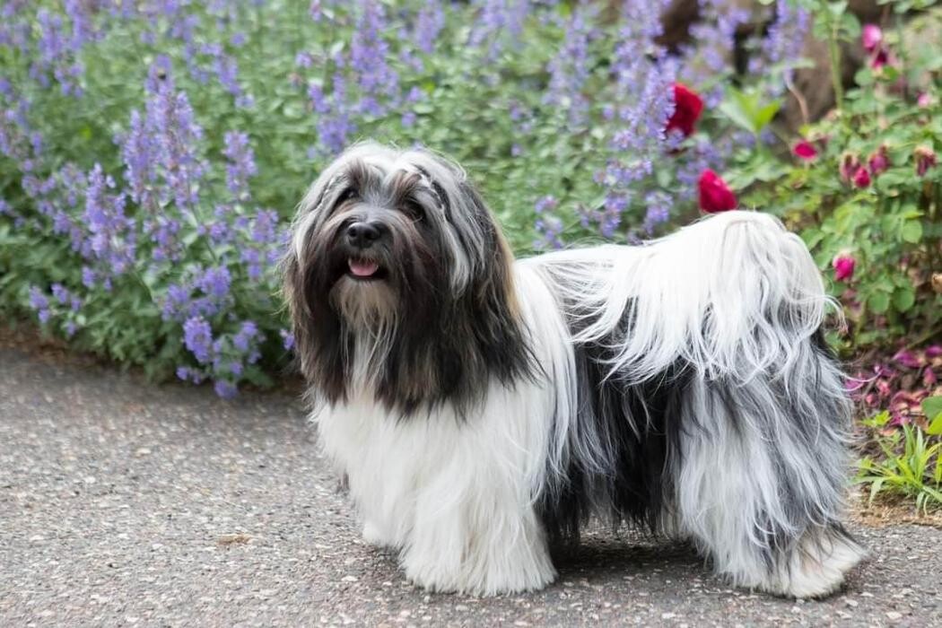 Images RiverHill Havanese