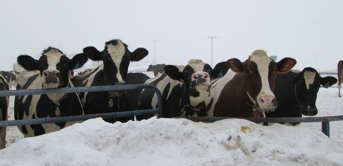 Images Marshfield Veterinary Service