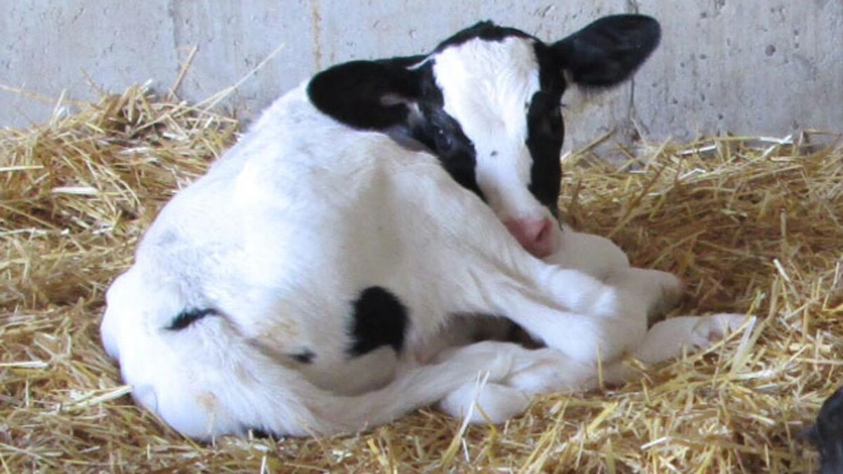 Images Marshfield Veterinary Service